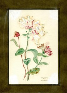 Honeysuckle Of The Family Caprifoliaceae (lonicera Periclymenum) — Clara Peters