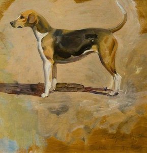 Study of a Foxhound, 'Pytchley'