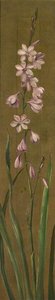 A Species Of Watsonia — Marianne North