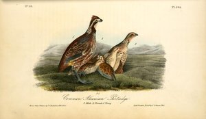 Pernice Americana Comune. 1. Maschio. 2. Femmina. 3. Giovane — John James Audubon