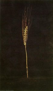 Wheat Ear — Salvador Dalí