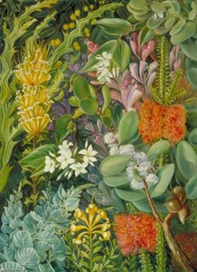 Wybór Kwiatów Zachodnioaustralijskich — Marianne North