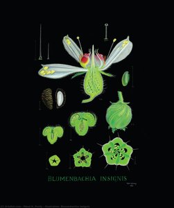 Illustration: Blumenbachia Insignis — Maud H. Purdy