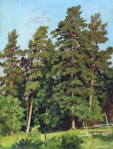 Pine forest (11)