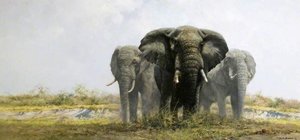 Three Old Gentlemen Of Savuti — David Shepherd
