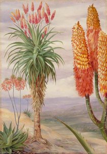 Aloes At Natal — Marianne North