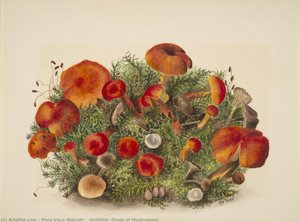 (untitled--study Of Mushrooms) — Мери Вокс Волкотт