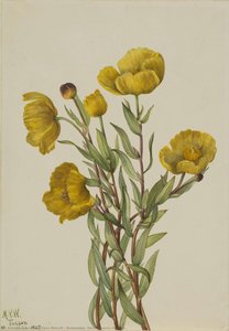 Bushpoppy (dendromecon Rigidum) — Мери Вокс Волкотт