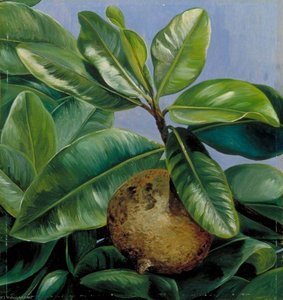 Laub Und Frucht Des Mammee-apfels Oder Südamerikanischen Aprikosen — Marianne North