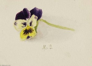 Untitled (pansy) — Mary Vaux Walcott