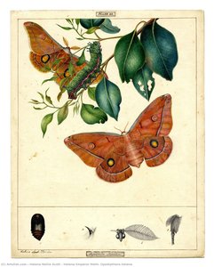 Helena Emperor Moth, Opodipthera Helena — Helena Nellie Scott
