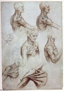 Muskeln Des Nackens Und Der Schultern, Von Pen Und — Leonardo Da Vinci