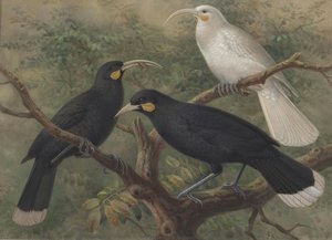 Tři Huia — John Gerrard Keulemans
