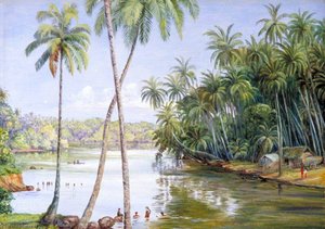 Cocoanut Palms On The River Bank Near Galle, Ceylon — Marianne North