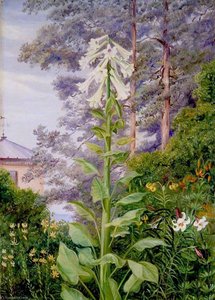 Il Gigante E Altri Gigli Nel Giardino Del Dr Allman A Parkstone, Dorset — Marianne North