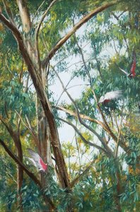 Galahs, Leaves And Limbs — Philip Adams