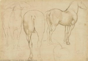 Studien Eines Pferdes — Leonardo Da Vinci