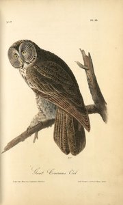 Great Cinereous Owl — John James Audubon