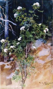 Valkea Pihlaja — Eero Järnefelt