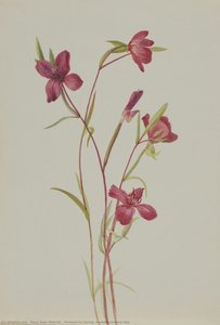 Addio Alla Primavera (godetia Amoena Lilja) — Mary Vaux Walcott