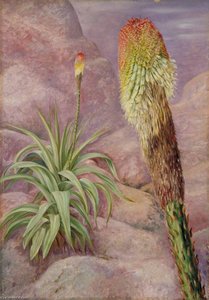 A Giant Kniphofia Near Grahamstown — Marianne North