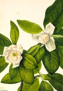 Sweetbay (magnolia Virginiana) — Mary Vaux Walcott