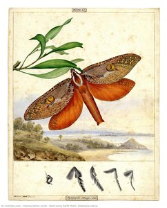 Bent-wing Swift Moth, Zelotypia Stacyi — Helena Nellie Scott
