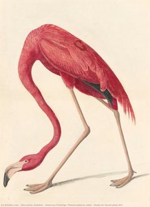 Fenicottero Americano (phoenicopterus Ruber), Studio Per La Tavola 431 Di Havell — John James Audubon
