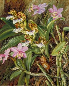 Orchidées Du Brésil — Marianne North