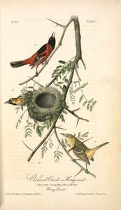 Orchard Oriole, Or Hang-nest. 1. Male Adult. 2. Young Male. 3. Female ^ Nest. (honey Locust.) — John James Audubon
