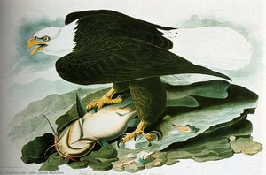 The Bald Headed Engle From Birds Of America — John James Audubon