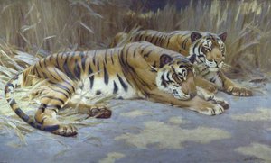 Tigers — John Charles Dollman