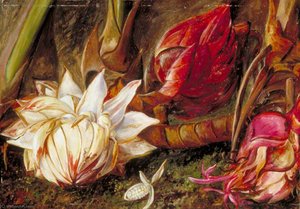 Inflorescencja Rośliny Rodziny Imbirowatych Z Jawy — Marianne North
