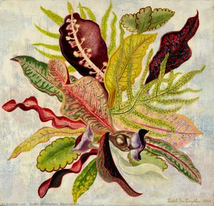 Bermudiana — Isabel Mclaughlin