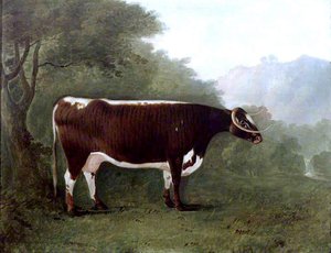 'garrick's Sister' A Cow — John Boultbee