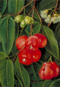 Blüten Und Früchte Des Jamboa Boll, Java — Marianne North