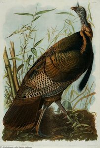 Wild Turkey — John James Audubon