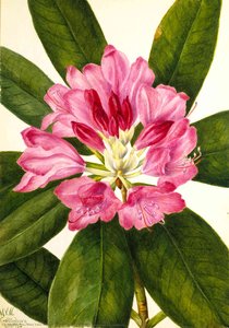 Mountain Rose Bay (rhododendron Catawbiense) — Мери Вокс Волкотт