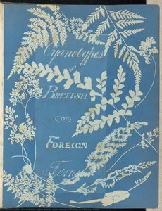 Cyanotypes Of British And Foreign Ferns