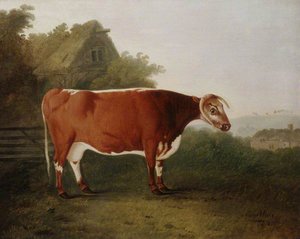 'broken Horned Beauty' A Cow — John Boultbee