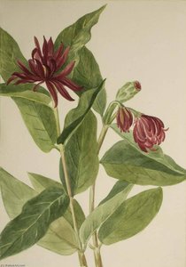 Spicebush (calycanthus Occidentalis) — Mary Vaux Walcott