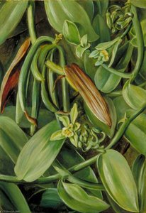 Fogliame, Fiori E Frutti Di Vanilla Albida — Marianne North