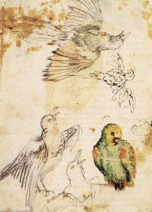 Study Of A Parrot And Other Birds — Giovanni Da Udine