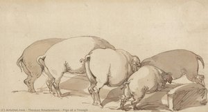 Pigs At A Trough — Thomas Rowlandson