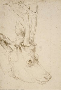 Hlava Roebucka — Albrecht Dürer