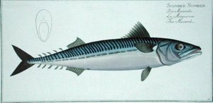 Mackerel (scomber Scomber) Plate Liv From 'ichthyologie, Ou Histoire Naturelle Generale Et Particuli — Andreas Ludwig Kruger