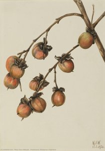 Persimmon (diospyros Virginiana) — Мери Вокс Волкотт