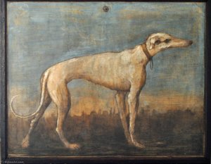 Greyhound — Giandomenico Tiepolo