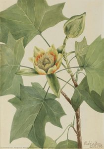 Tuliptree (liriodendron Tulipifera) — Мери Вокс Волкотт