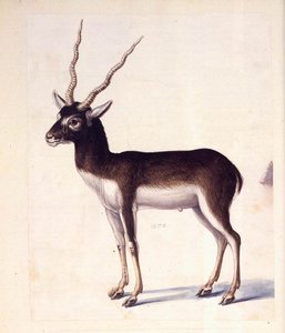 Antilope Nera — Giuseppe Arcimboldo